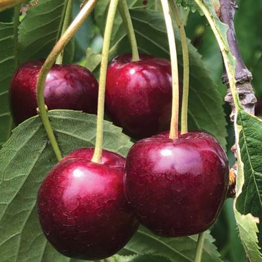 Cherries